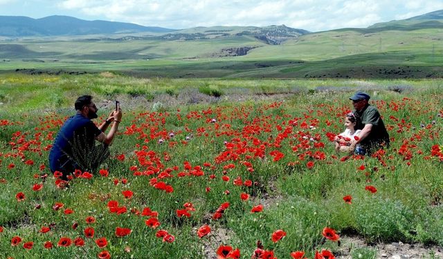 Renk cümbüşü başladı: Bozkırların yeşili gelincik ve sarı çiçeklerle süslendi