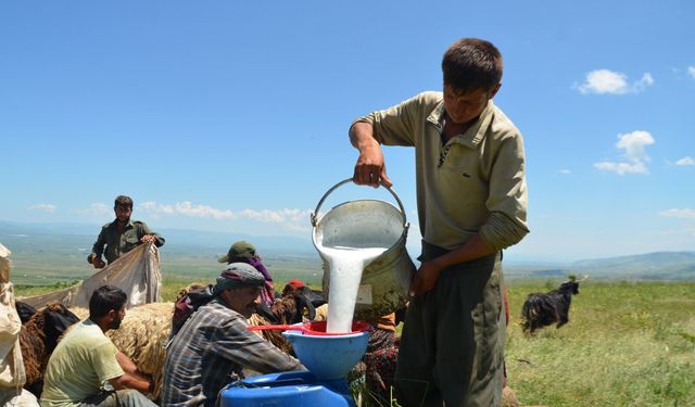 Göçerlerin yayla mesaisi başladı