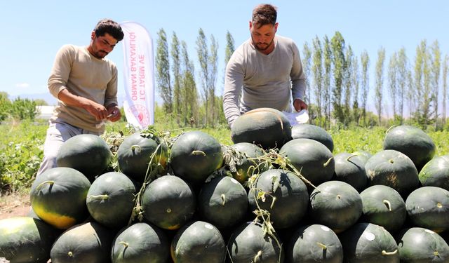 Iğdır'da sezonun ilk karpuz hasadı yapıldı