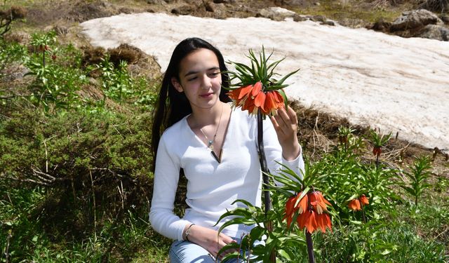 Hakkari dağlarında açan ters laleler doğaseverlerin ilgi odağı oldu