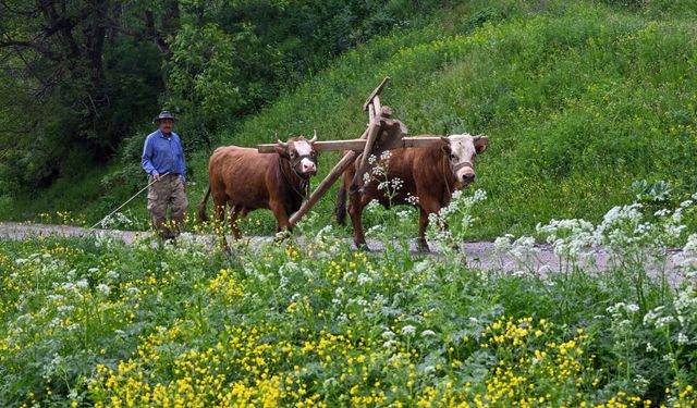 Vanlı çiftçiler yüzyıllık yöntemden vazgeçmiyor
