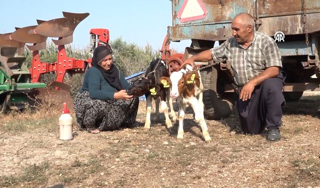 Üçüz doğan buzağılara torunlarının isimlerini verdiler