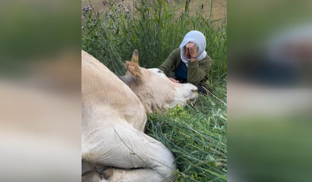 Hakkari'de tek geçim kaynağı telef olan kadın gözyaşlarına boğuldu