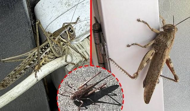 Dev çekirgeler zehirli mi? Marmara'da görülen büyük çekirgeler insanlara zarar verir mi?