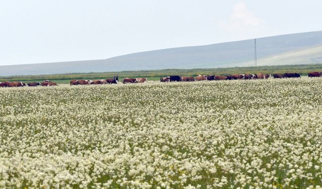 Kışın kar, yazın çiçek: Sarıkamış yine beyaza büründü