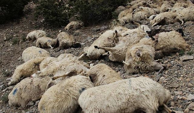 Yıldırım koyun sürüsünü vurdu, 26 hayvan telef oldu