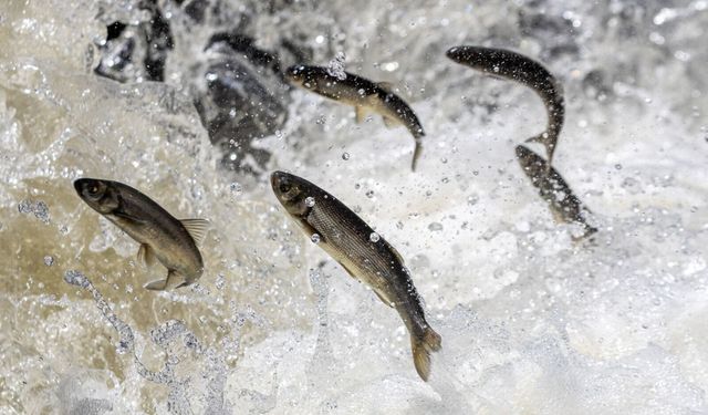 Van Gölü’nde inci kefali av sezonu başladı