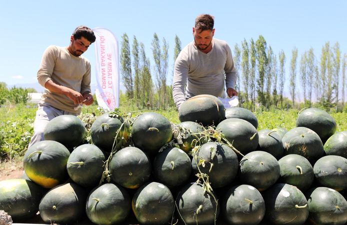 Iğdır'da sezonun ilk karpuz hasadı yapıldı