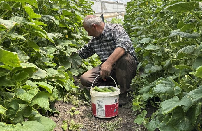 Hakkarili çiftçi hurda malzemelerle başladı, 6 seralık üretici oldu