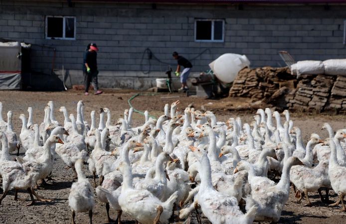 4 kazla başladı, Iğdır’da çiftlik sahibi oldu