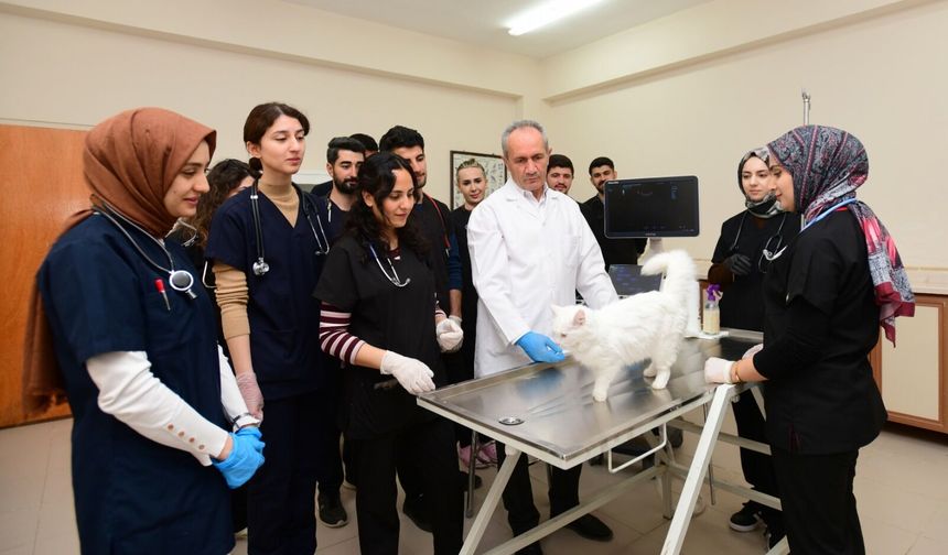 Van kedileriyle ilgili yıllardır merak edilen soru yanıt buldu