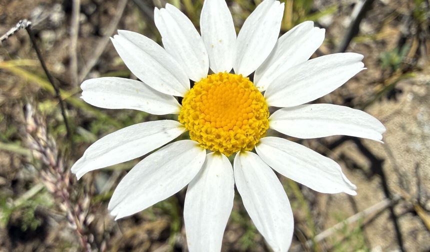 Iğdır'ın dağları bahar çiçeklerine büründü