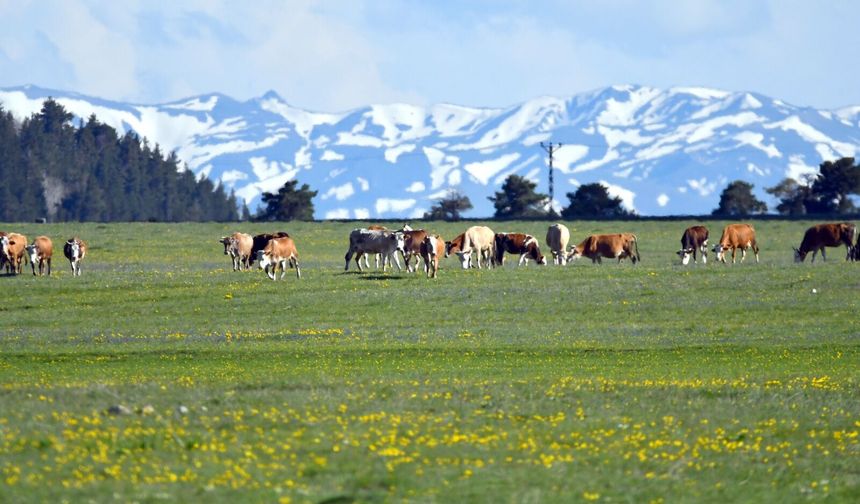 Kars'ta iki mevsim bir arada: Bir yanı kış bir yanı bahar