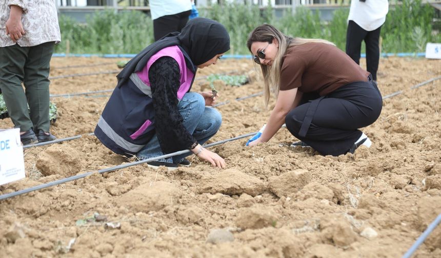 Başkale'de kadın emeği toprakla buluştu: 7 bin lahana fidesi dikildi
