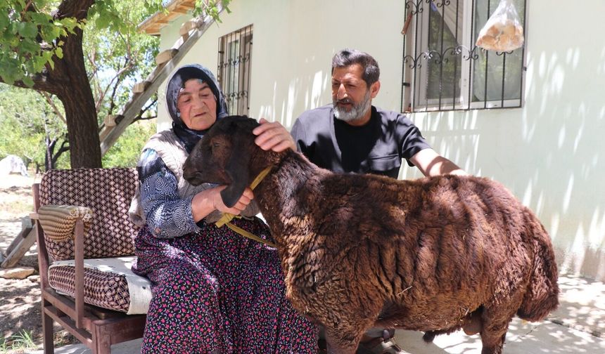 Kaçan kurbanlık koçuna 20 gün sonra kavuştu
