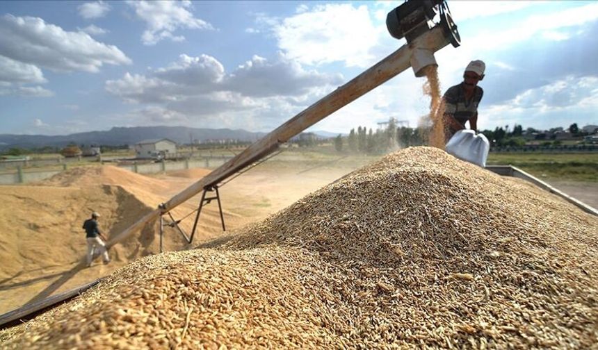 Hububat alım fiyatlarına TZOB’dan tepki: Çiftçinin beklentisi karşılanmadı