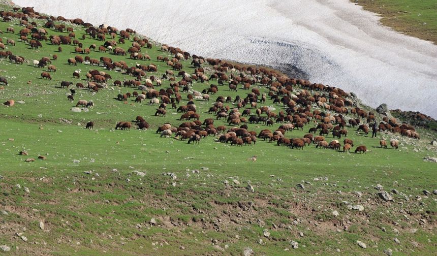 Yayla sezonu açıldı: Iğdır’da sürüler meralara akın etti