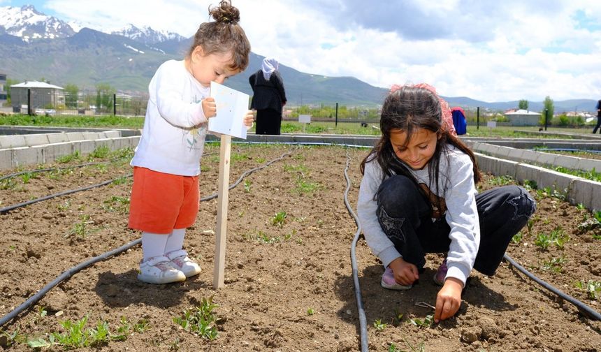 İpekyolu'nda kadın komün bostanlarında üretim sezonu devam ediyor