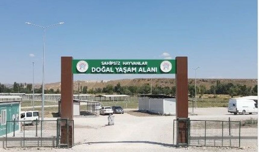 Van'da sahipsiz hayvanların yüzde 91'i barınak ve doğal yaşam alanlarına alındı