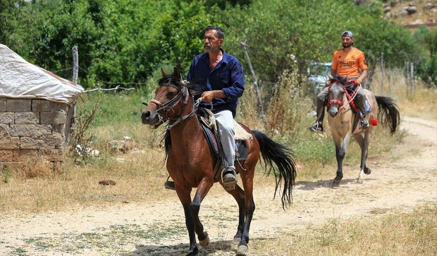 Diyarbakır'da yetişen rahvan atları büyük ilgi görüyor