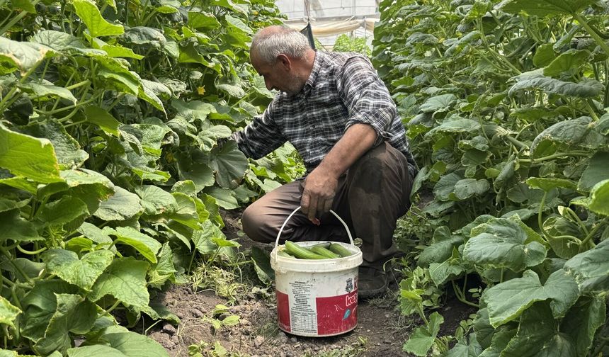 Hakkarili çiftçi hurda malzemelerle başladı, 6 seralık üretici oldu