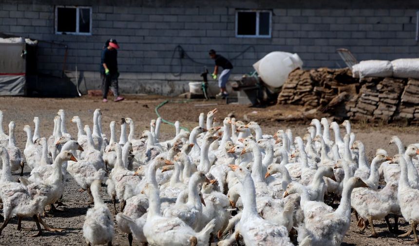 4 kazla başladı, Iğdır’da çiftlik sahibi oldu