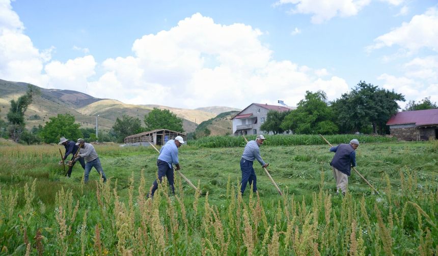 Sıcak havaya rağmen tırpanla ekmek mücadelesi