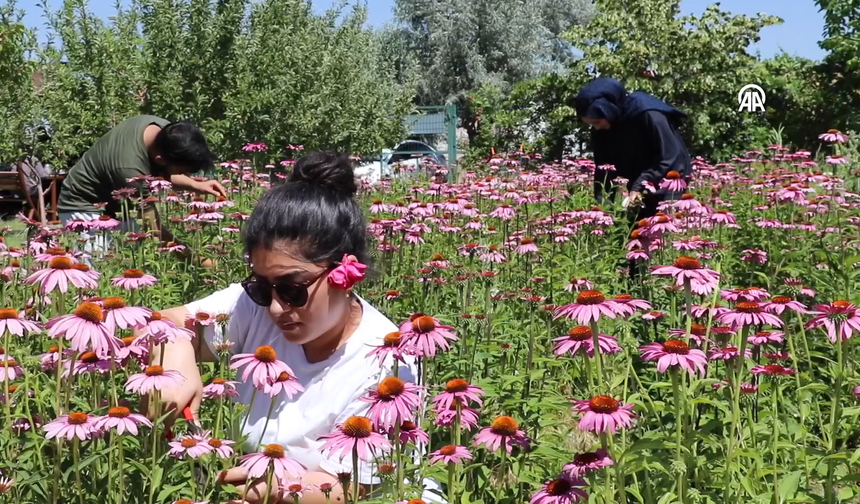 Van'da doğa ve fotoğraf tutkunları bu bahçede buluşacak