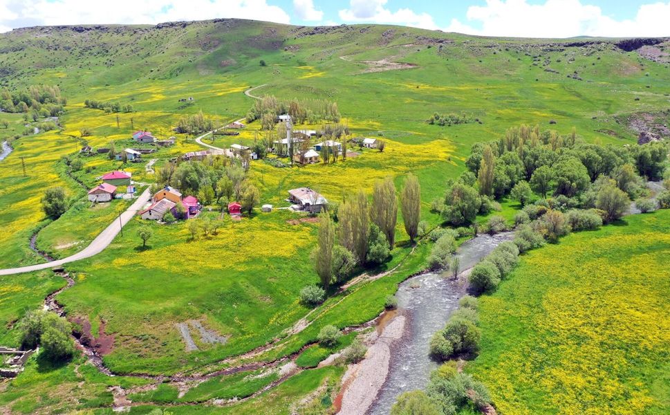 Ağrı’da yüksek rakımlı köyler sarı çiçeklerle renklendi