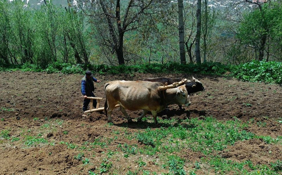 Van Bahçesaray'da çiftçiler, artan akaryakıt fiyatı nedeniyle sabana dönüş yaptı