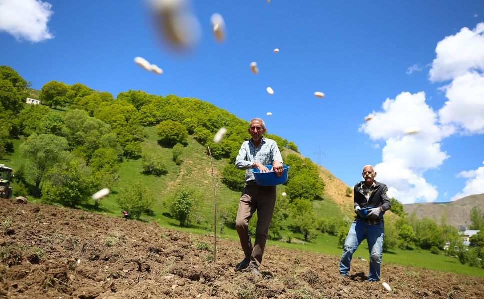 Bingöl’ün tescilli lezzeti yeniden toprakla buluşuyor