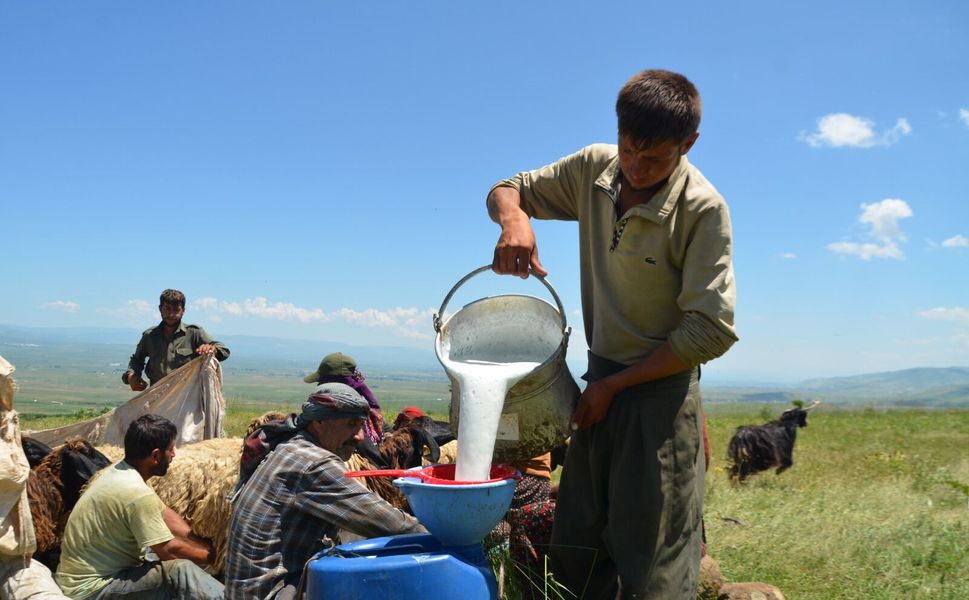 Göçerlerin yayla mesaisi başladı