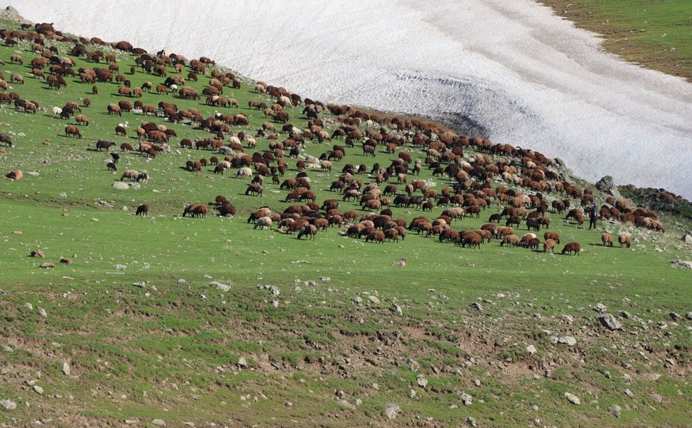 Yayla sezonu açıldı: Iğdır’da sürüler meralara akın etti