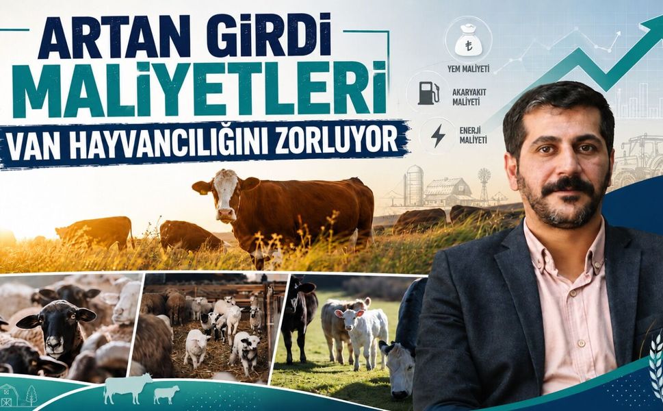 Van'da hayvancılık sektörü darboğazda