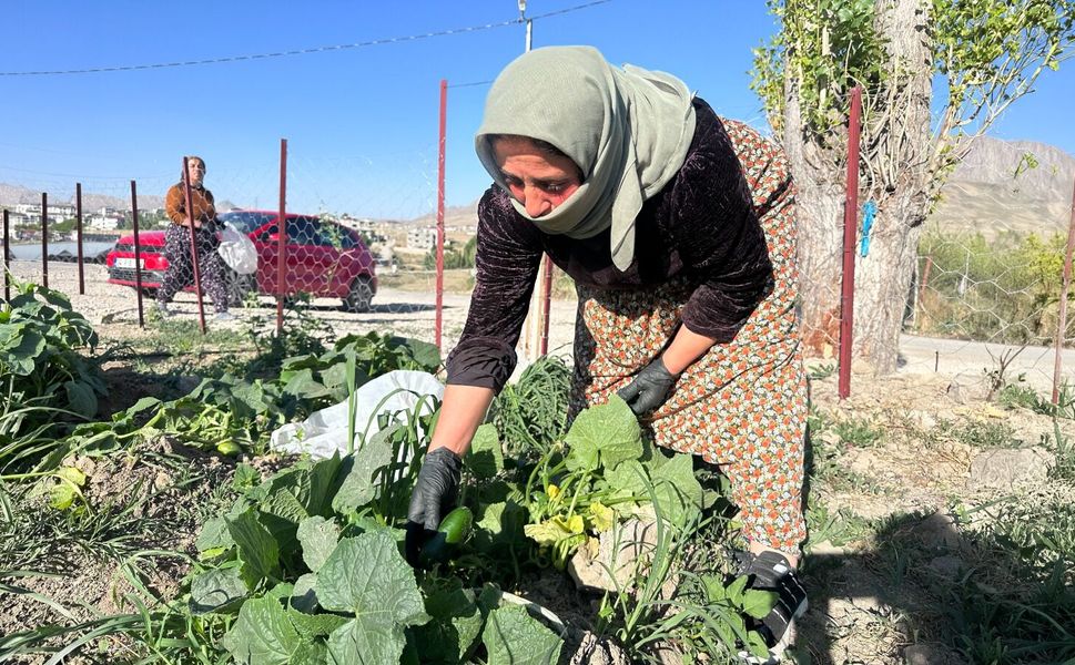 Edremit'te kadınlar ilk hasadını gerçekleştirdi