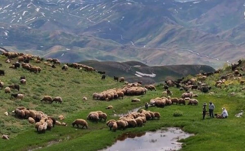 Faraşin Yaylası'nda yeşeren meralar besicilerin yüzünü güldürdü