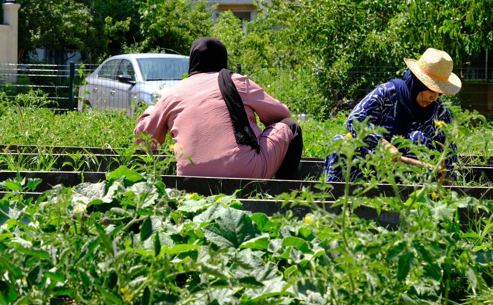 İpekyolu Belediyesi'nin Hatuniye Kadın Bostanı'nda ilk ürünler yetişti