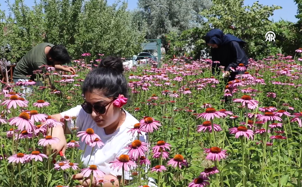 Van'da doğa ve fotoğraf tutkunları bu bahçede buluşacak