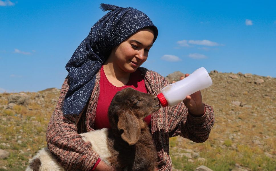 Hakkari Berçelan Yaylası'nda biberonla büyüttüğü kuzular Halime Calp'ın peşinden ayrılmıyor