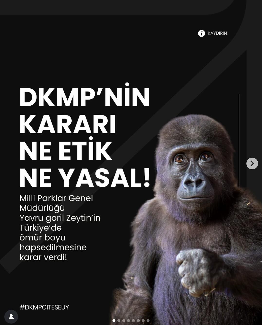 Goril Zeytın2