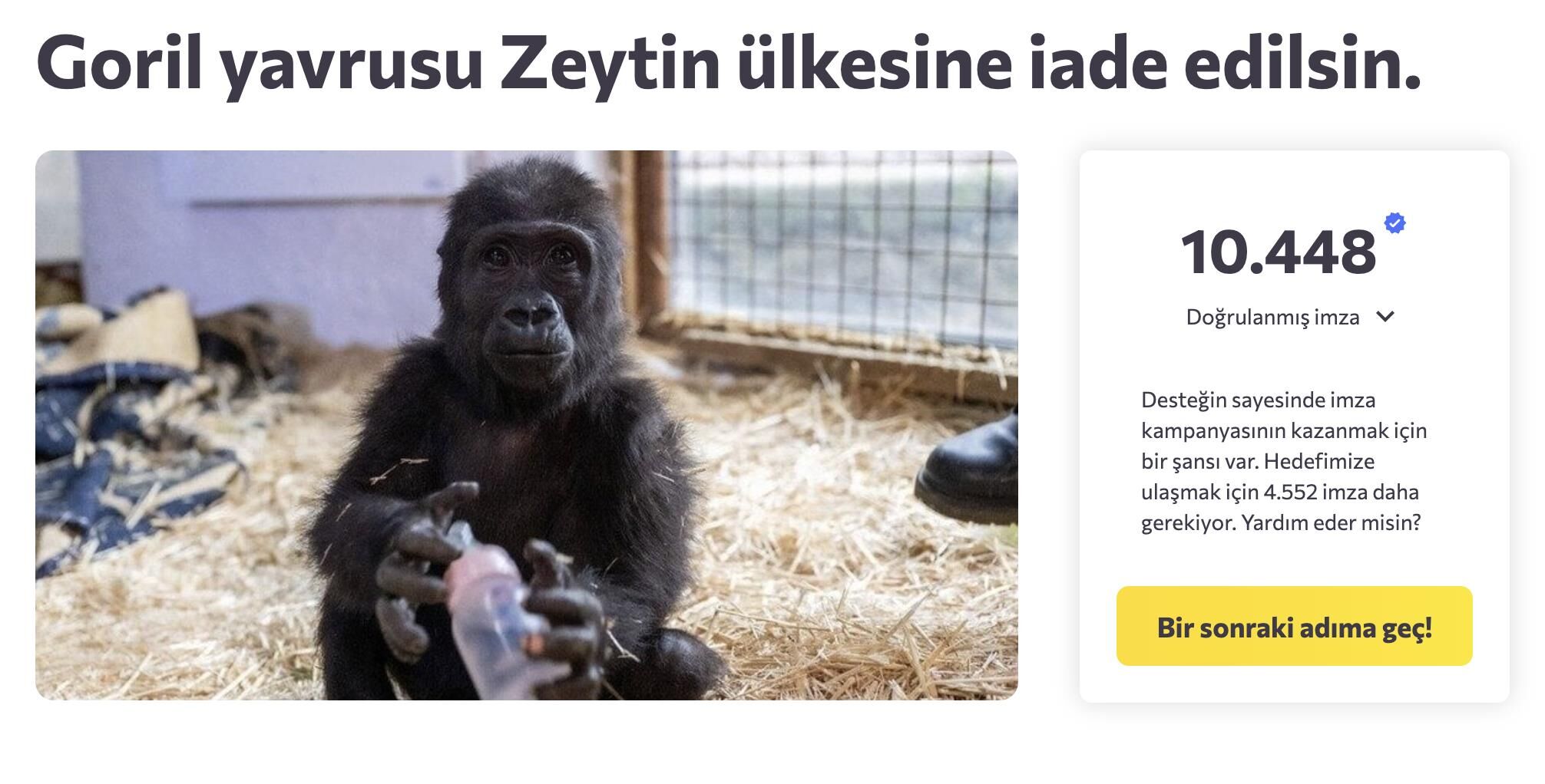 Gorilzeytın