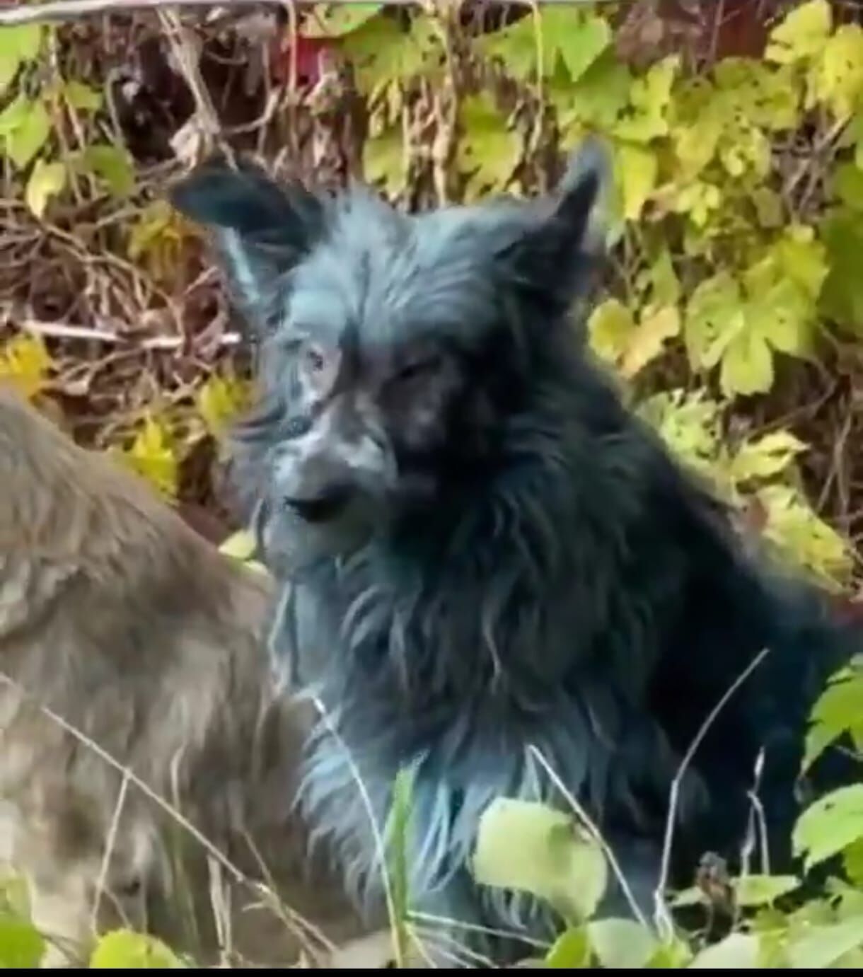 Köpek