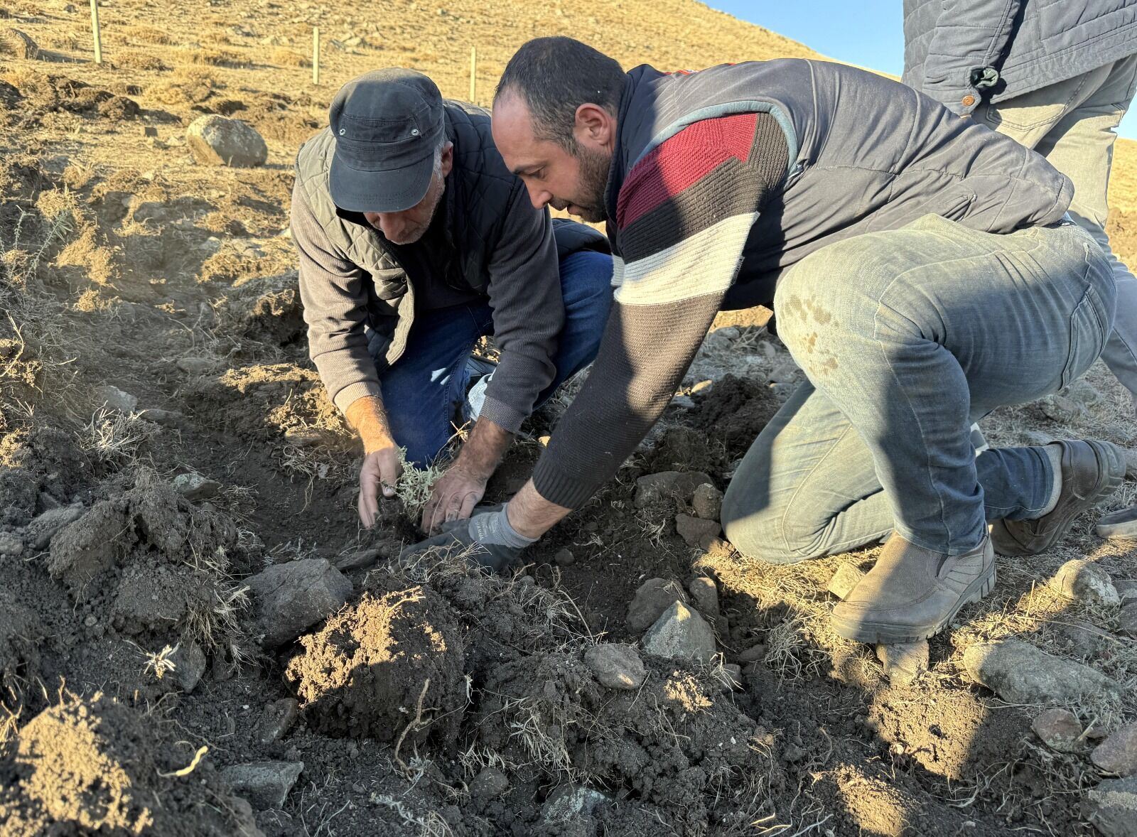 Ardahan 4