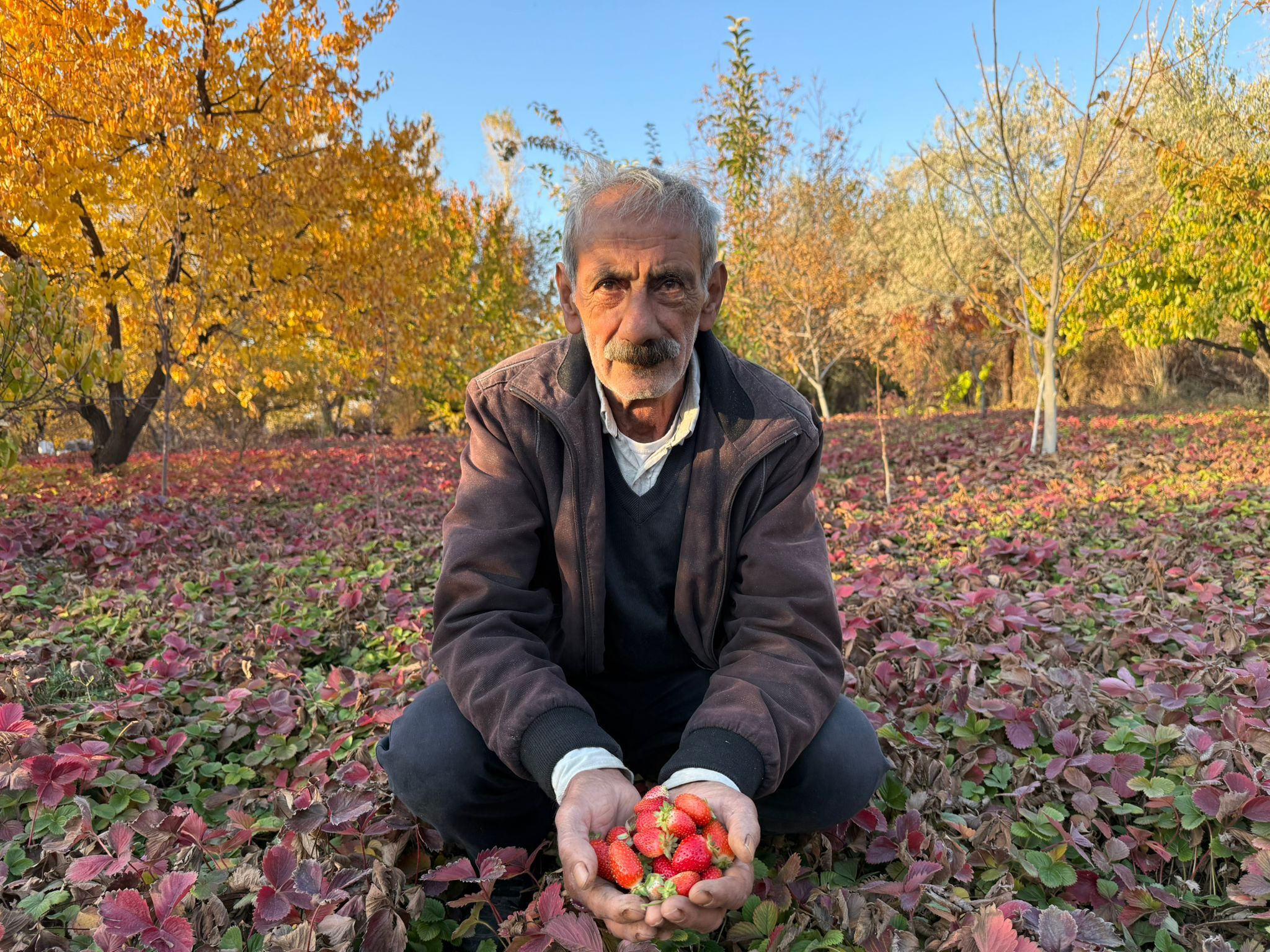 Çilek (3)