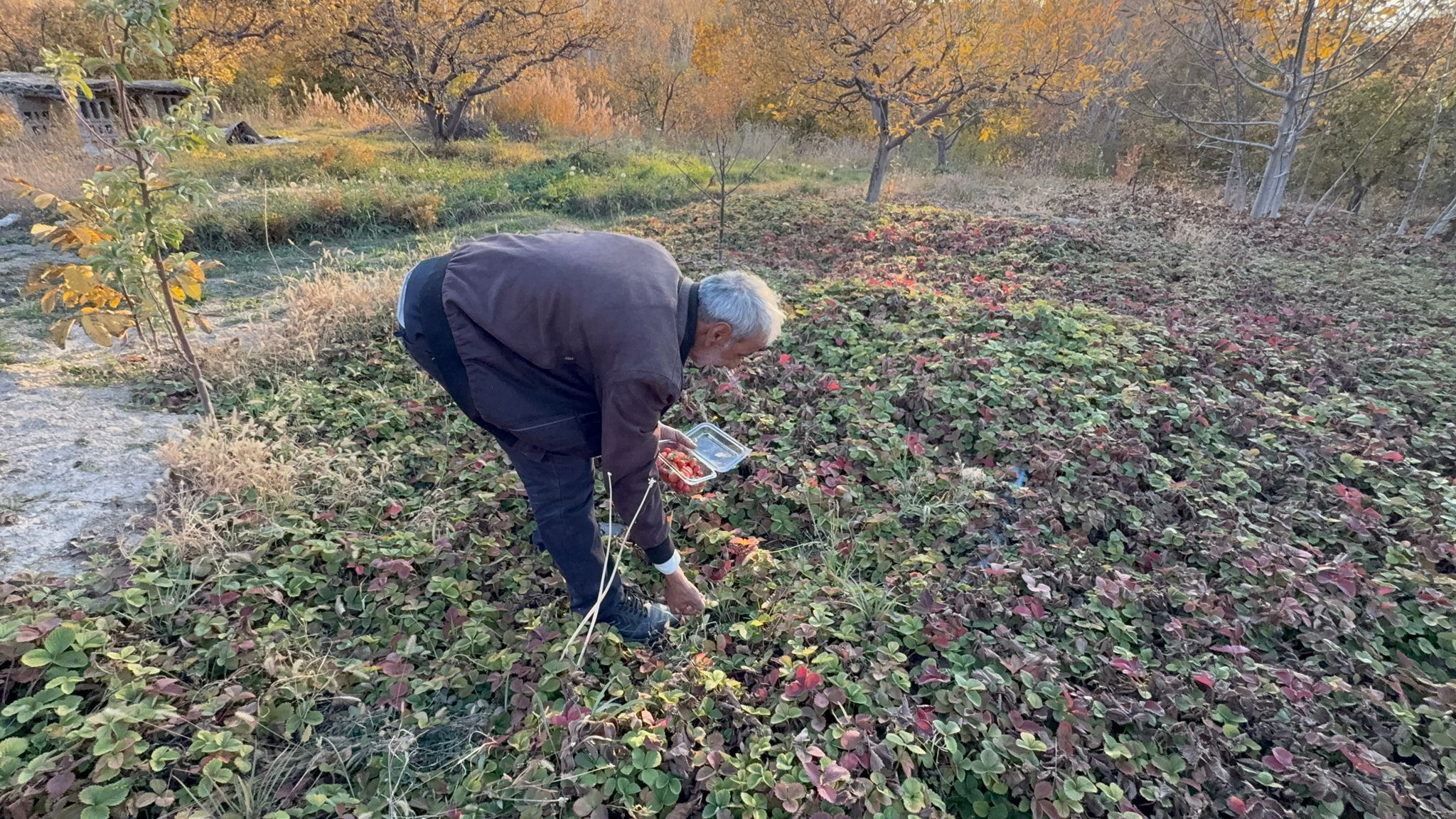 Çilek (5)
