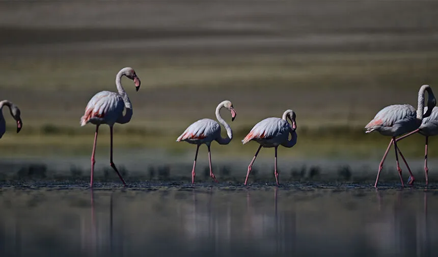 Flamingo (1)