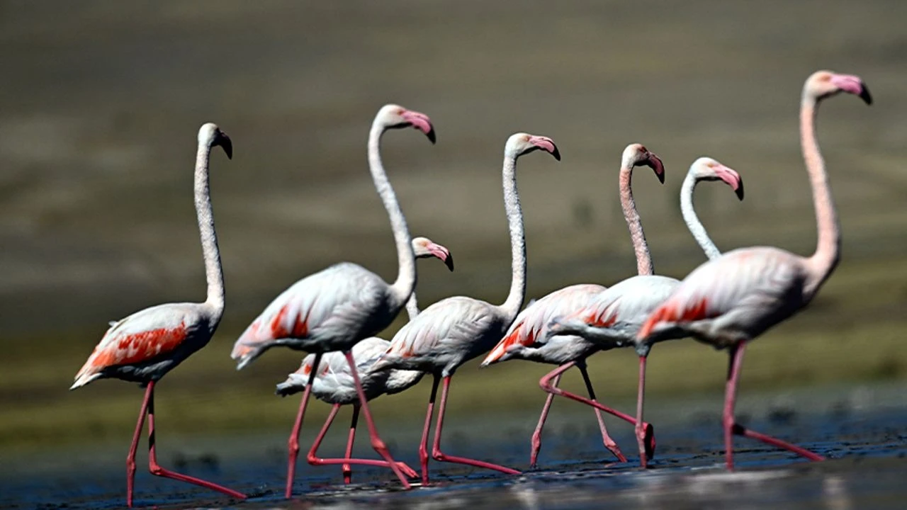 Flamingo (2)