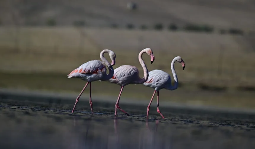 Flamingo (6)