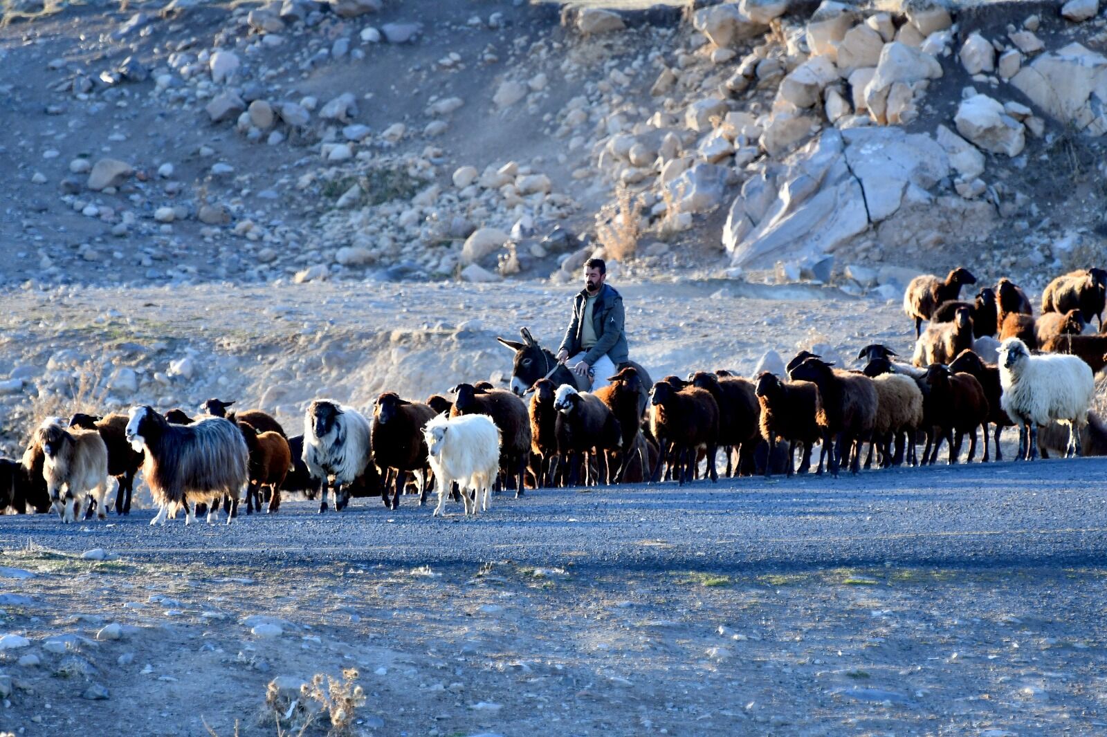Kars-1