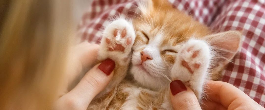 Kedi1-1